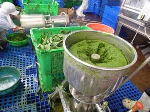 Hoja de yuca congelada de la mejor calidad de Vietnam - Product Image 4