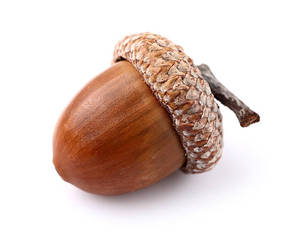 Petites coquilles d'acorn naturelles séchées en provenance de Chine à vendre - Product Image 2