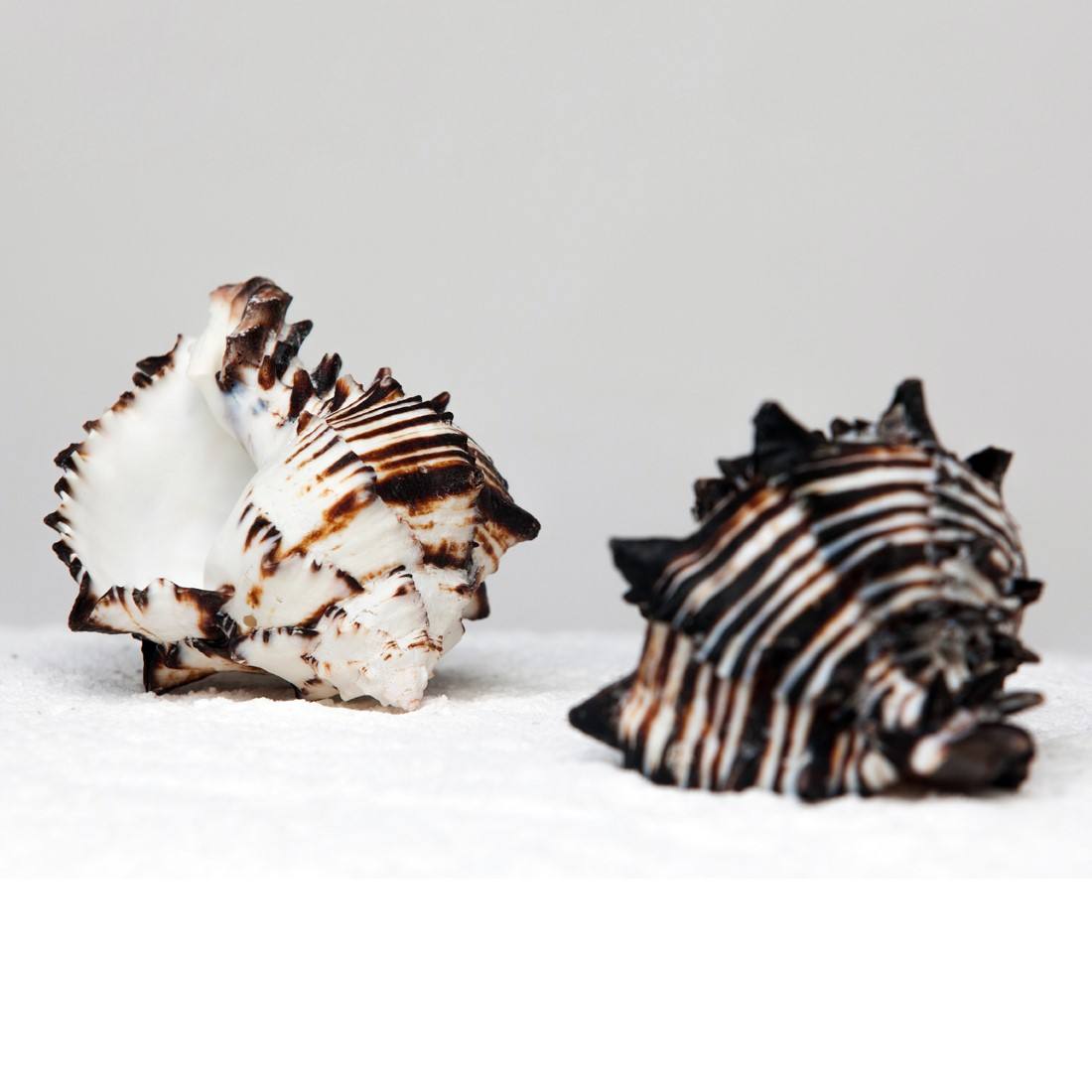 ธรรมชาติ