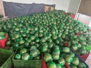 ส้มโอพันธุ์พรีเมียมสีชมพู ขายส่งสำหรับผู้ซื้อทั่วโลก ผลใหญ่ รสหวาน คุณภาพสดใหม่ - Product Image 6