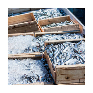 Sardines fraîches en gros en stock, fraîcheur supérieure et qualité export. - Product Image 4