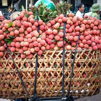 Premium Verse Vietnamese Lychee Fruit Voor Export En Groothandel
