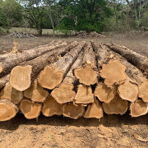Troncos de teca de Birmania Troncos de teca de Indonesia - Product Image 1