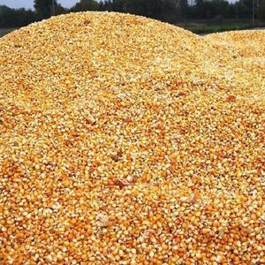 Maïs sucré jaune séché de haute qualité à des prix compétitifs disponibles à la vente - Product Image 3