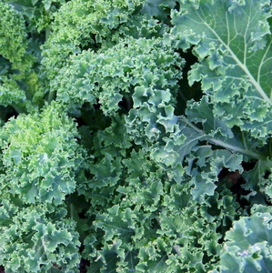 ISO22000 HACCP Certified Kale Extract Powder Freeze Dried Kale Powder - Product Image 3