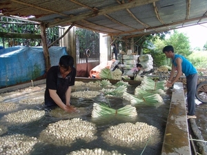 Vente en gros de citronnelle fraîche du Vietnam de haute qualité - Product Image 3