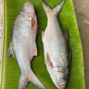 ปลาแซลมอนแอตแลนติกมีจำหน่ายหลากหลายขนาดและรูปแบบสำหรับผู้ซื้อระหว่างประเทศ - Product Image 4