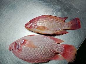 ฉลากสะอาดปลานิลสีแดงแช่แข็งแบบเพาะเลี้ยงปลาที่มีคุณภาพสำหรับตัวเลือกแผนอาหารที่สมดุลเพื่อสุขภาพ - Product Image 2