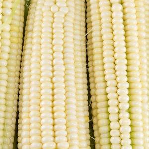 Maíz Blanco Premium para Procesamiento Alimentario y Exportación, Maíz Blanco Cuidadosamente Seleccionado para Máxima Pureza y Frescura - Product Image 5