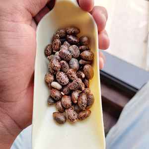 Granos de Ricino de Origen India, 50-60% de Contenido de Aceite, Calidad de Grado 1 para Productos de Belleza y Biocombustible - Product Image 4