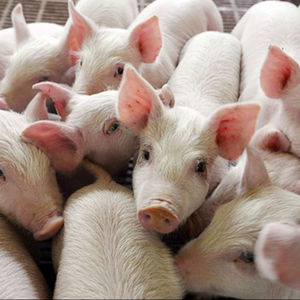 Carne de cerdo/carne de cerdo - Product Image 3