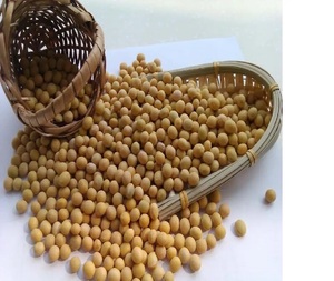 Graines de soja jaunes naturelles et sans OGM de haute qualité brésilienne fournisseur brésilien de haute qualité à bon prix non - Product Image 2