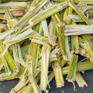 Bagasses de canne à sucre de haute qualité pour combustible biomasse, alimentation animale et usage industriel - Product Image 4