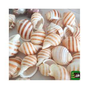 Vente chaude 9-10cm coquille d'oursin coquille de conque vert tacheté oursin spécimen marin mariage décoration de la maison - Product Image 2