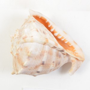 Cassis cornuta gran reina casco Concha conchas grandes conchas marinas para la decoración del hogar y la colección - Product Image 6