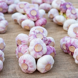 Nuevo cultivo pelado fresco Normal Blanco dientes de ajo a granel al por mayor - Product Image 4