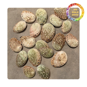 Concha de abulón natural de Vietnam | Limpiada y pulida | Artículos para regalo y decoración - Product Image 3