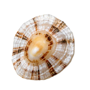 เปลือกหอยทะเลลิมเพตจากเวียดนามทำความสะอาดแบบธรรมชาติสำหรับโครงการ DIY เครื่องประดับตกแต่งงานศิลปะขายส่งราคาดีที่สุด - Product Image 5