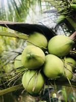 Verse Natuurlijke Jonge Kokosnoot Goedkope Prijs Huidige Gewas Directe Fabriek Gemakkelijk Te Openen Vanuit Vietnam