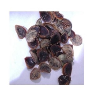 เปลือกหอยธรรมชาติ - Product Image 5