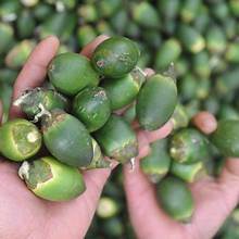 REBANADAS DE NUECES BETEL NATURALES CONGELADAS/INGREDIENTE BOTÁNICO/APTO PARA DIETAS BASADAS EN PLANTAS - Product Image 4