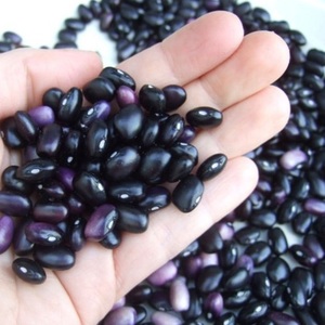 Fournisseur direct du fabricant, haricots noirs biologiques avec certification BRC/ISO, stockage à sec, durée de conservation de 24 mois - Product Image 5