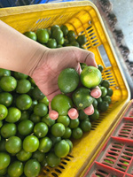 Citrons frais sans pépins du Vietnam juteux et aromatique parfait pour une vie saine exporté dans le monde entier produit sûr et certifié