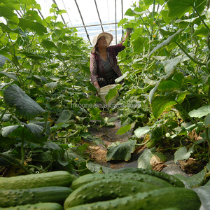 Invernadero de Película de Alta Eficiencia de un Solo Tramo para el Cultivo de Pepinos en la Agricultura Europea - Product Image 3