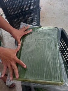 Hojas de Plátano Congeladas de Vietnam, Suministro a Granel, Calidad de Exportación, Hojas Naturales para Envolver Alimentos - Sra. Tarina - Product Image 6