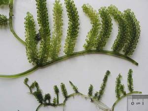 Vietnam uvas marinas importación/exportación buen precio con la mejor calidad-Ms Holiday - Product Image 4