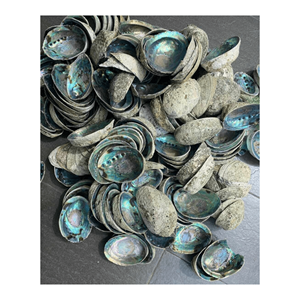 เปลือกหอยเป๋าฮื้อขายส่งราคาถูก-ความงามตามธรรมชาติสำหรับงานประดิษฐ์ตกแต่งและศิลปะ - Product Image 1