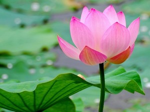 Best Price Superb Quality of Natural Frozen Natural Lotus <b>Nut</b> - Product Image 5
