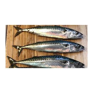 Atún español al por mayor, presentado con selección de calidad para exportación - Product Image 4