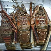 Fournisseur en gros de homards bleus entiers congelés d'eau douce, transformés BQF, emballés sous vide, 10 kg/carton, Thaïlande, 1,2 cm, pour sushi