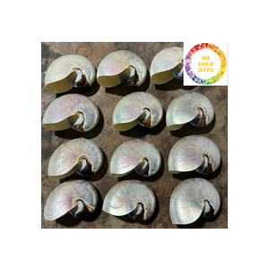 Coquille de mer Nautilus polie du Vietnam pour la décoration d'aquarium et les projets d'artisanat à un prix compétitif - Product Image 6