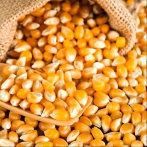 Mejor Precio al por Mayor de Granos de Maíz Amarillo Orgánico No Transgénico, Secos, Listos para Enviar, Libres de Impuestos, en Venta - Product Image 1
