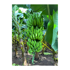 Paquete a granel de plátano verde fresco para envío Plátano crudo sin madurar para cocinar y freír adecuado para uso en supermercados - Product Image 5