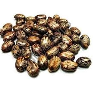 Graines de ricin indiennes pour l'exportation qualité de haute pureté garantie les commandes en gros acceptées expédition rapide et fiable - Product Image 4