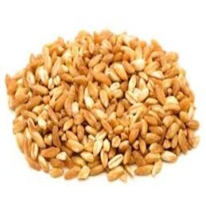 Grano de Trigo Integral de la Mejor Calidad para Producción Alimentaria, Proveedor Confiable, Grano de Trigo a Granel en Venta - Product Image 1