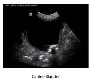 Mindray DP-50 veterinaria serie veterinaria ecografia diagnostica con PW Doppler - Product Image 6