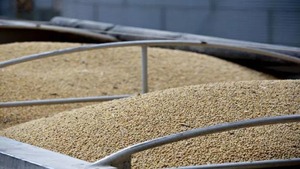 Chất lượng tốt nhất tự nhiên và không biến đổi gen Vàng Hạt giống đậu nành/đậu tương/Đậu Nành Đậu Chất lượng cao Brazil Xuất xứ đậu nành - Product Image 4
