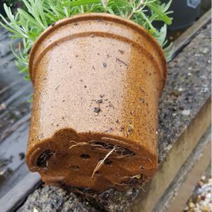 Pioneera Wholesale 16cm Durable Grower <strong>Pots</strong> <strong>Plant</strong> Fiber Rice Husk Eco Friendly Planter <strong>Biodegradable</strong> Planting <strong>Pots</strong> Grower <strong>Pots</strong> - Product Image 5