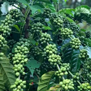 VIETNAM ROBUSTA COFFEE GREEN BEANS HIGH QUALITY SEASON 2023 WET POLISHED CLEAN NORMAL 13 16 18