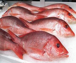 Poisson Rouge Snapper Biologique Congelé de Qualité Supérieure, Processus BQF, Faible Teneur en Glucides et en Sel, Taille 6cm, En Vente - Product Image 2