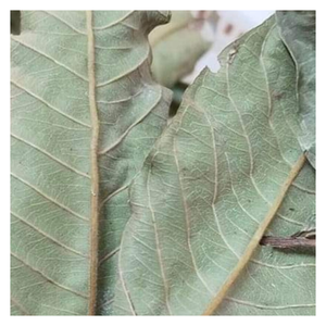 Hoja de guayaba seca con textura suave, aroma suave, bien empaquetada y lista para exportar a granel - Product Image 2