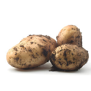 Patate douce biologique fraîche de la récolte 2026, de haute qualité, prix d'usine en vrac/sac en filet/carton, pommes de terre fraîches pour l'Indonésie - Product Image 2