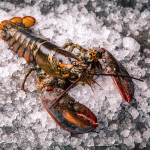 กุ้งมังกรยุโรปแช่แข็ง - ผู้จัดจำหน่ายกุ้งมังกรยุโรปขายส่งจำนวนมาก - Product Image 6