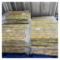 Hot Deal Bevroren Suikerriet Van 99gd Viet Nam Met Zoete Natuurlijke Smaak Bevroren Suikerriet Klaar Om Te Verzenden Voor Sap En Export