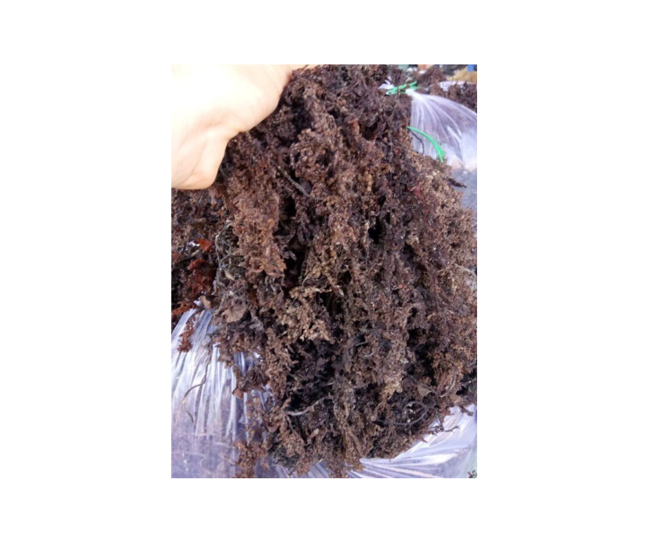 Vietnam Cottonii Seaweed Wholesale - Natural, Nutrient-Dense Seaweed for Global Food and Wellness Markets