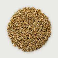 Semillas de Canario - Product Image 2